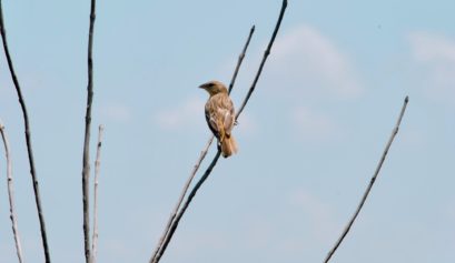 bird calls